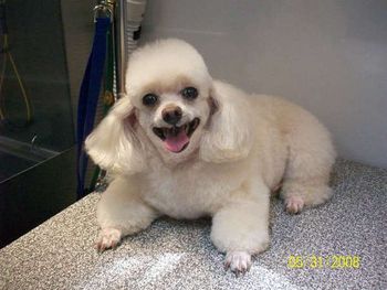 "I'm smiling because i love my groomer" And thats a real smile! No photo shop on any of my photos.
