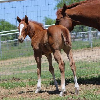 Jericho 2014 AQHA Stud Colt by Count Down/DMC Hope To Rope
