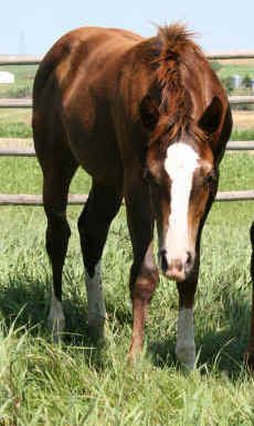 2010 Filly The Candy Machine By A Good Machine
