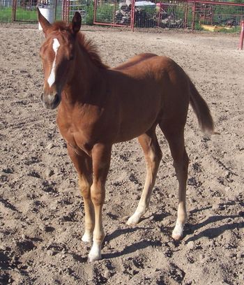 LC 2012 weanling Prior to Starting TE pic taken early Oct. 2012
