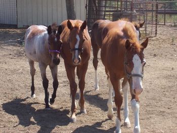Hard to take good pics when they are constantly following. 2011 weanlings
