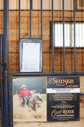 A Shiner Named Sioux Sold for $850,000.00
