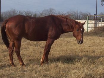 Charlie 19 yr old head horse started TE 11/30/2012 Pic taken 12/19/2012
