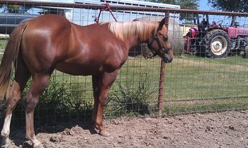 Zoom Yearling Colt Oct.2012 prior to starting TE 10/20/2012
