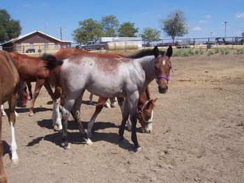 2011 Bay Roan filly @ 4 months
