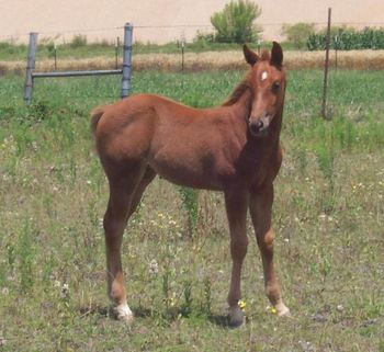 Bunny 2012 weanling Prior to TE. Started TE 10/19/2012 Pic taken early Oct.2012
