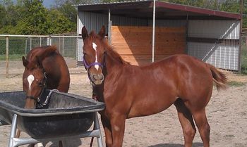 2012 Count Down/SF CC Woodson filly
