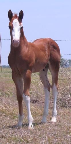 2011 APHA Colt out of Kid Charlies Angel Pic at 3 weeks old
