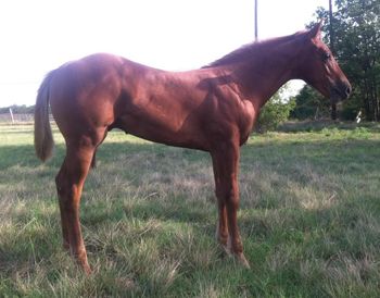 2013 Colt Genuine Redboy by Genuine Count Down out of Miss Scarlet Raider. Owned by Lance Wilson. Pictrure at 5 months old.
