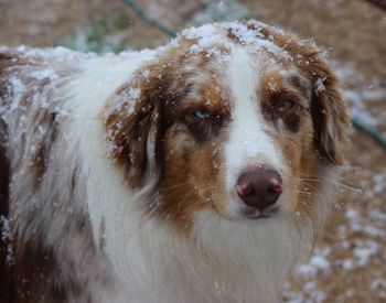 Barkley Not loving the snow

