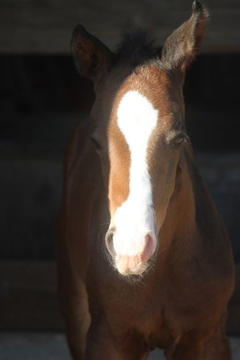 CoCo 2018 Filly
