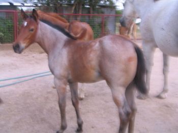 Picture a bit blury but you can tell her gorgeous roan color.pic at 2 months
