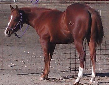 2011 Gelding by Genuine Count Down
