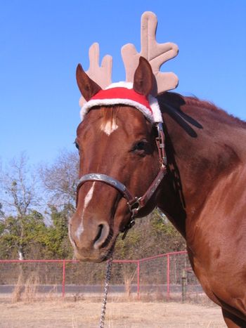 2010 Xmas fun with Count Down (our Stallion)
