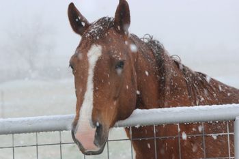 Pretty Penny
