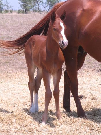 2011 Sorrel Colt 5 days old out of Docs Miss Lilly Red

