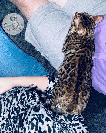 When you simply can’t decide which human to lay on at 8 weeks of Pregnancy…
