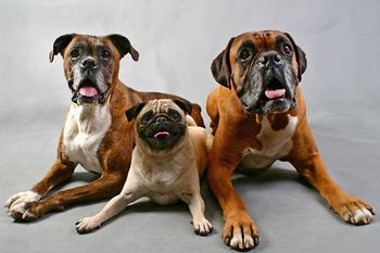 "This is our Vogue pose, or is that "Dogue" pose. Now, where are those Happy Paws Treats!!"
