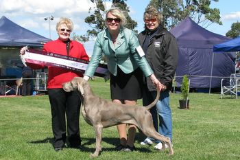 BEST IN SHOW Wei Club of VIC (open show)
