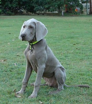 Bromhund Vixon "Zoe" Owned by McLennan Family
