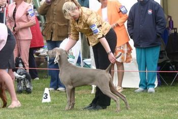 Harry stacked to Win Baby In Group @ Sunbury Kennel Club last day in Baby Puppy

