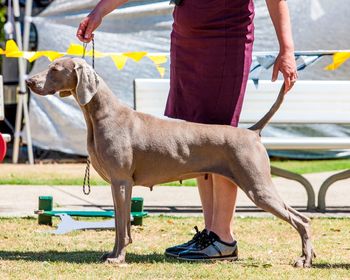 Aust Grand Ch Bromhund First Class (AI)
