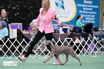 205th Champion Bromhund In Tune "Melody" Owned by Anni Saul
