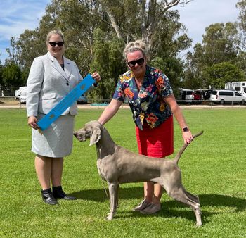 Our 189th Champion Bromhund What a Buzz "Rush" Owned by Bromhund
