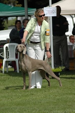 Shortlisted Open Dog class Nationals 2005

