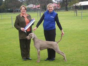 Puppy in Show Weimaraner Club of SA INC Judge Ms D Howell (NSW)
