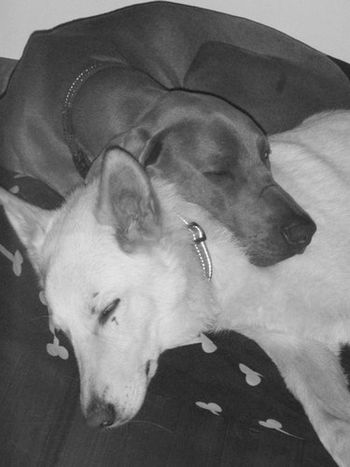 Casper with his freind Ellie Owned by Danille Nicolaci
