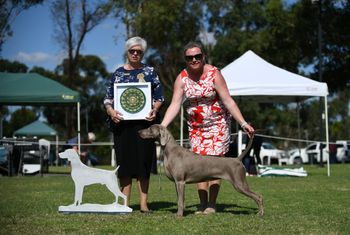 Our 188th Champion Bromhund Makn Magic  "Maggie" Owned by Sue Boland
