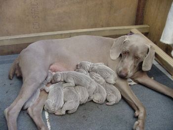 Cassie with her first litter
