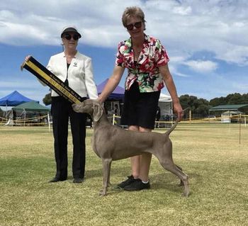 206th Champion Bromhund Join The Dotts "Dotti" Owned by Bromhund & Sharon Sabbatini
