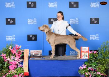 194th Aust Ch. Bromhund Ethereal "Casper" Owned by Jess Steel
