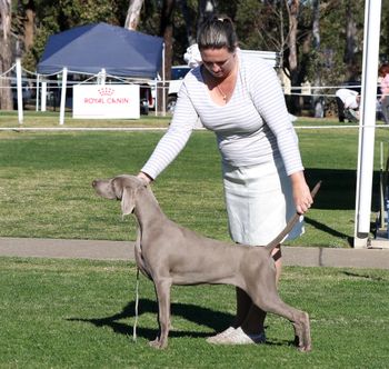 182nd Champion Bromhund Hello Holly at Ybemine "Holly" Owned by Mick and Bev Channel
