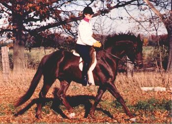 Fun in the field (Alice and the Trakehner stallion Arthurian, cross-training)
