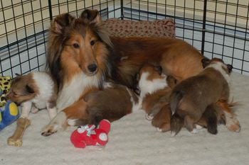 Sally with her litter of five: Grace, Darcie, Ritz, Luc & Rowdy

