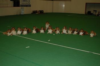 Twelve of Linus kids were all competing at a sheltie agility specialty
