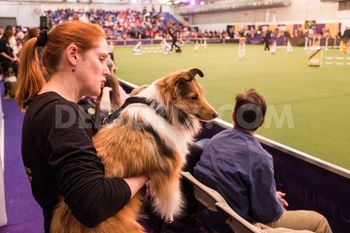 Fab and Sue waiting to compete at Westminster's first Agility Trial
