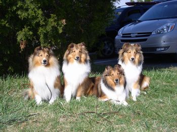 Baltimore Sheltie Specialty Left to Right:
Linus, Grace, Sally, Darcie
