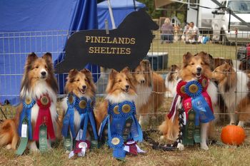 Gunner, Fab, Cheer & Lucca…good day at the SSCGB Sheltie Only Agility Trial
