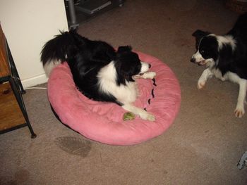 Aunt Casey has claimed my bed...
