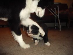 (Male Puppy) Playing with Mum....
