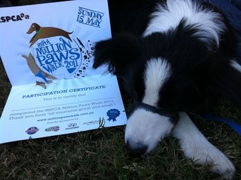 Ziggy has a rest after finishing the million paws walk and meeting HEAPS of dogs.
