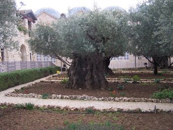 Olive trees from the time of Christ in the Garden of Gethsemene.
