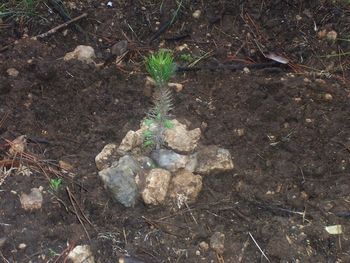 A tree that I planted in the Ben Shemen Forest.

