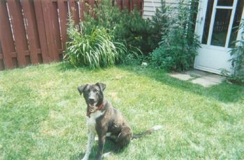 Angel when she was about 11 months old and was eating regular kibble dog food
