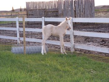 Maggies foal may 15th 07"
