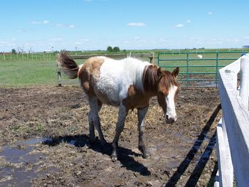 Concho as a yearling in spring 2007
